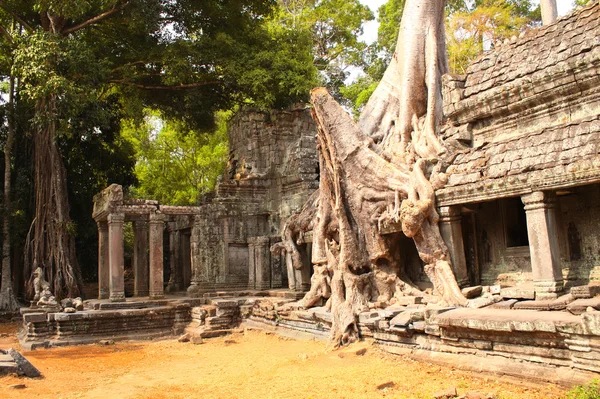 Büyük ağaç ve Angkor Wat kompleksi, Siem Reap, C Tapınağı kalıntıları — Stok fotoğraf