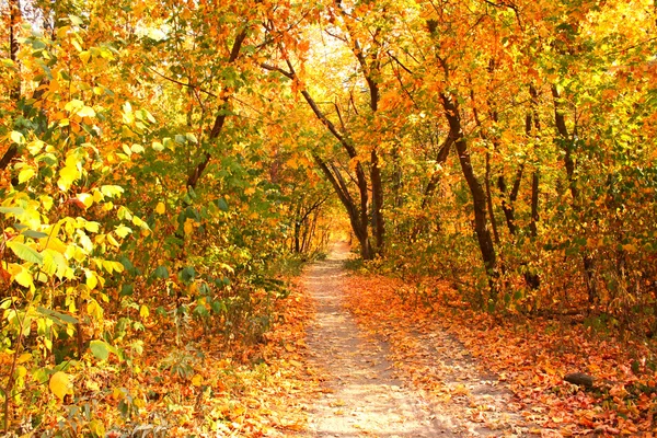 Krásná krajina se stromy a silnici v podzimním lese — Stock fotografie