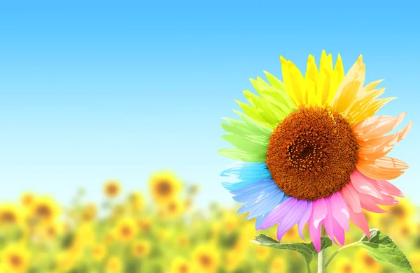 Zonnebloem met bloemblaadjes, geschilderd in verschillende kleuren — Stockfoto