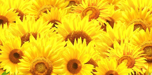 Horizontaler Hintergrund mit leuchtend gelben Sonnenblumen — Stockfoto