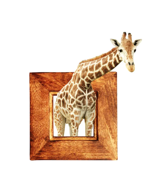 Giraffe in wooden frame with 3d effect — Stock Photo, Image