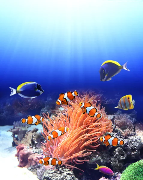 Podwodne sceny z ryba — Zdjęcie stockowe