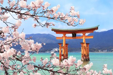 Yüzen Torii kapısı (O-Torii) ve çiçek açan sakuranın beyaz çiçekli dalı, Itsukushima Tapınağı, kutsal Miyajima Adası, Hiroşima, Japonya. UNESCO dünya mirası sahası