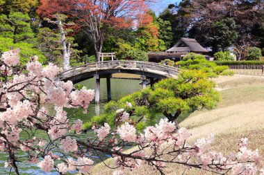 Koishikawa Korakuen bahçesinde çiçek açan sakura, dekoratif köprü ve çam ağacı, Okayama, Japonya. Japon Hanami Festivali 'nde insanlar sakura çiçeğinin tadını çıkarıyorlar. Asya 'da kiraz çiçeği mevsimi