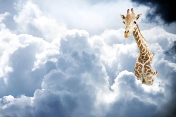 폭풍우치는 하늘에 귀여운 기린이 속에서 나오는 환상적 — 스톡 사진
