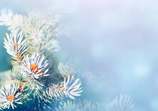 Horizontal Christmas Background Branch Blue Spruce Holiday Xmas Banner Fir — Stock Photo, Image