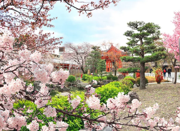 日本の桜の季節 京都の三十三間堂 蓮華王院 近くの庭にある池や桜の花々 — ストック写真