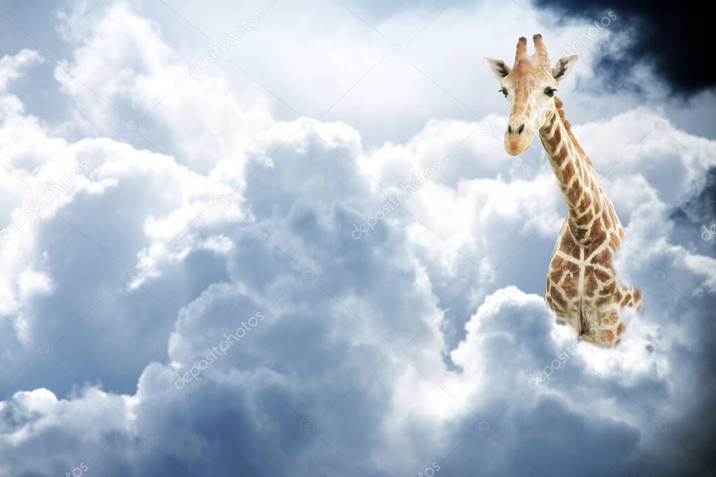 Giraffe above stormy clouds. Cute giraffe in the sky. Fantastic scene with huge giraffe coming out of the cloud