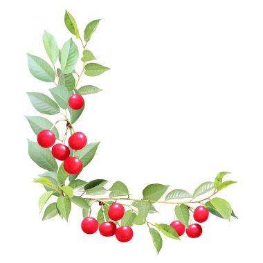 Yeşil yapraklı ve kırmızı dutlu kiraz ağacı dallı dekoratif bir açı. Çilekli kiraz dallarından yapılmış köşe elementi. Beyaz arkaplanda izole