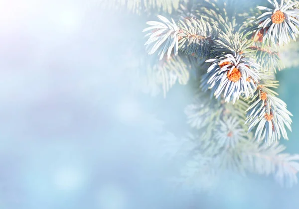 青いトウヒの枝と水平クリスマスの背景 抽象的な背景にモミの木と休日のクリスマスバナー テキストのスペースをコピーします 青とピンクの色調の写真 — ストック写真
