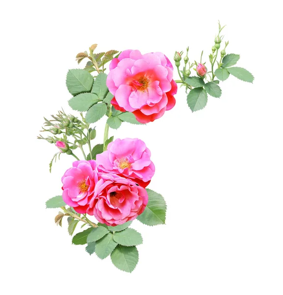 Hoek Rand Met Tak Van Roos Met Roze Bloemen Hoek — Stockfoto