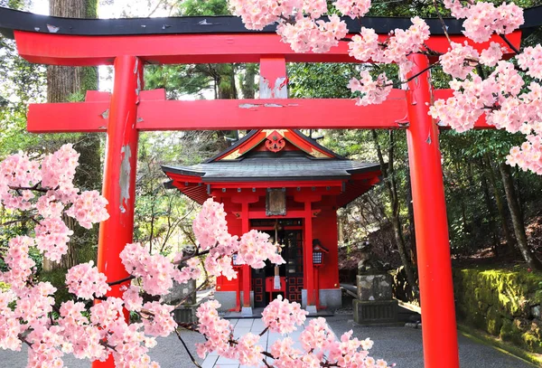Období Kvetení Třešní Japonsku Kvetoucí Sakura Torii Brána Pavilon Hakone — Stock fotografie