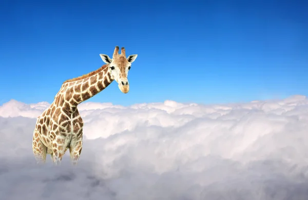 Giraffe Clouds Cute Giraffe Sky Fantastic Scene Huge Giraffe Coming — Stock Photo, Image