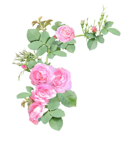 Кутова Рамка Гілкою Троянди Рожевими Квітами Кутова Рамка Гілками Скелелазіння — стокове фото