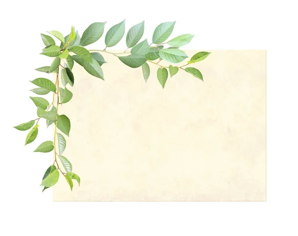 Cartão Retrô Horizontal Com Ramo Cerejeira Com Folhas Verdes Modelo — Fotografia de Stock