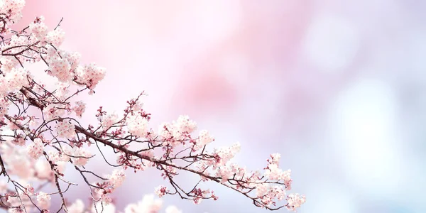 Banner Horizontal Con Flores Sakura Color Blanco Sobre Fondo Soleado —  Fotos de Stock