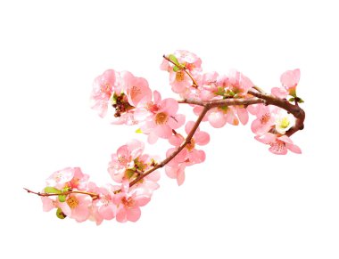 Branch of the blossoming Japanese Quince (Chaenomeles japonica) with pink flowers. Isolated on white background clipart