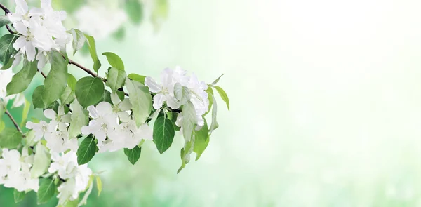 Branches Apple Tree White Flowers Horizontal Banner Beautiful Blooming Apple — Stock Photo, Image