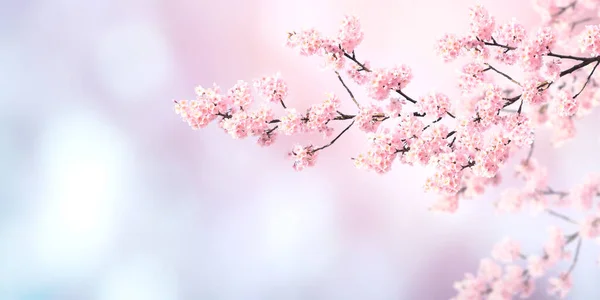 日当たりの良い背景にピンク色の桜の花と水平バナー 桜の枝を持つ美しい自然の春の背景 テキストのコピースペース — ストック写真