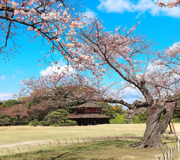Festival Hanami Japonés Gente Disfruta Flor Sakura Temporada Flores Cerezo —  Fotos de Stock
