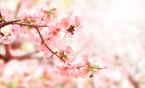 日当たりの良い背景にピンク色の日本の王子様の花 Chaenomeles Japonica と水平バナー 王子様が咲く枝を持つ美しい自然の春の背景 テキストのコピースペース — ストック写真