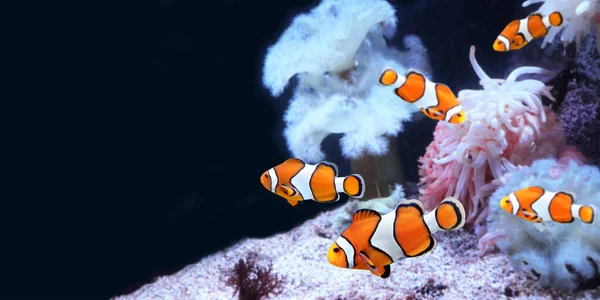 海洋水族館でのイソギンチャクとピエロ魚 黒の背景に隔離されてる 熱帯魚と水平バナー テキストのスペースをコピーします テンプレートをモックアップ — ストック写真