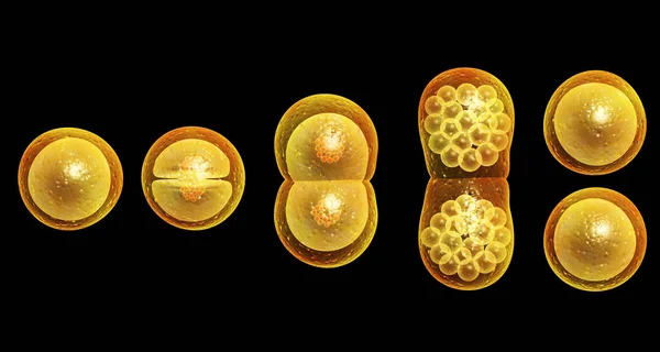 Proceso Mitosis División Células Aislado Sobre Fondo Negro Renderizar — Foto de Stock