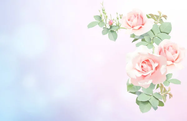 Romántico Fondo Horizontal Borroso Con Rosas Rosadas Copia Espacio Para — Foto de Stock