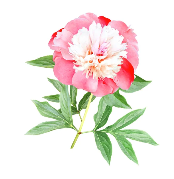 Filial Pion Paeonia Med Rosa Blomma Isolerad Vit Bakgrund — Stockfoto