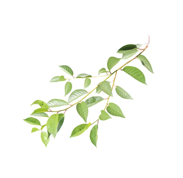 Κλάδος Πράσινα Φύλλα Πράσινο Κλαδί Κεράσι Απομονωμένα Λευκό Φόντο — Φωτογραφία Αρχείου