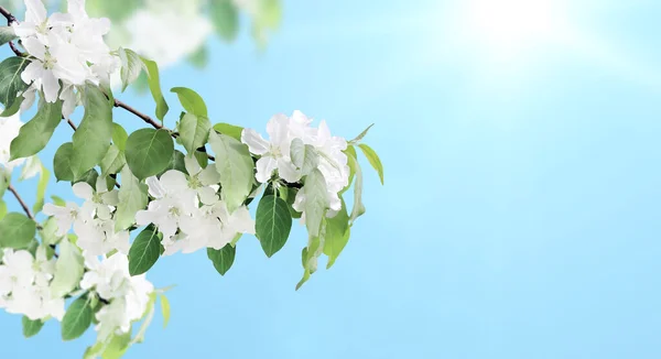 Gałęzie Jabłoni Białymi Kwiatami Poziomy Sztandar Pięknym Kwitnącym Jabłkiem Rozmytym — Zdjęcie stockowe