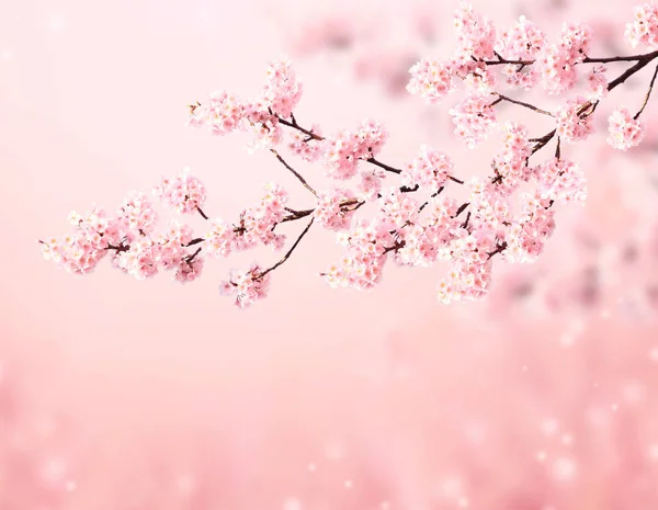 Scena Magica Con Fiori Sakura Farfalla Bella Natura Primavera Sfondo — Foto Stock