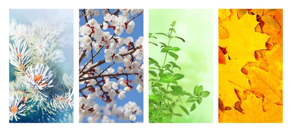 Quatre Saisons Année Ensemble Bannières Verticales Avec Scènes Hiver Printemps — Photo