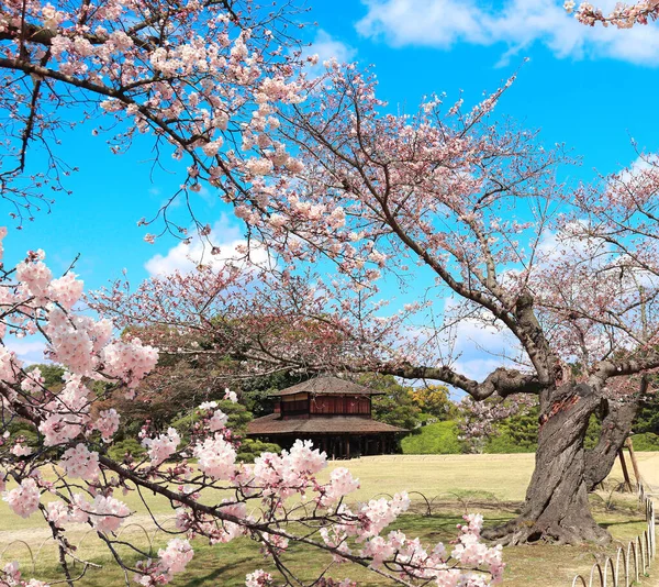 日本の花見祭り 人々は桜を楽しむ 日本の桜の季節 岡山県小石川後楽園の桜の開花 — ストック写真