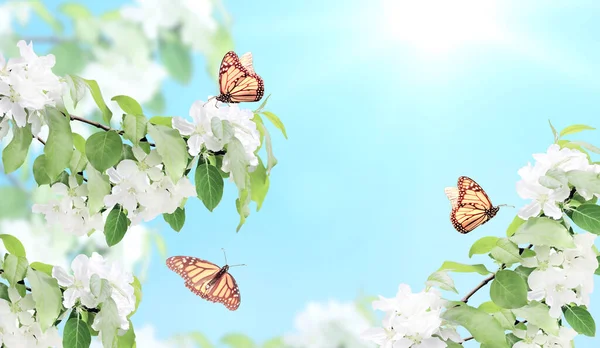 Filialer Äppelträd Med Vita Blommor Och Tre Fjärilar Horisontell Banner — Stockfoto