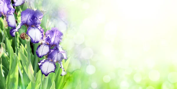 开在阳光灿烂美丽的自然春光背景上的爱丽斯花 夏天的风景 紫色的虹膜花 水平的春花横幅 文本的复制空间 — 图库照片