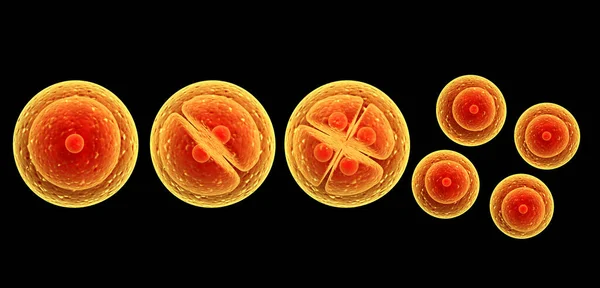 Proceso Mitosis División Células Aislado Sobre Fondo Negro Renderizar — Foto de Stock