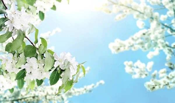 Äste Eines Apfelbaums Mit Weißen Blüten Horizontales Banner Mit Wunderschönem — Stockfoto