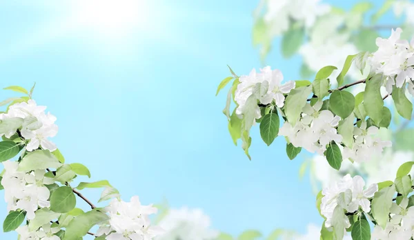 Ramas Manzano Con Flores Blancas Banner Horizontal Con Hermosa Manzana —  Fotos de Stock