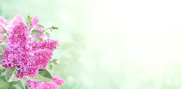 Filial Lilac Solig Vacker Natur Våren Bakgrund Sommar Scen Med — Stockfoto