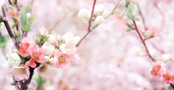 Horisontell Banner Med Japanska Kvitten Blommor Chaenomeles Japonica Rosa Färg — Stockfoto