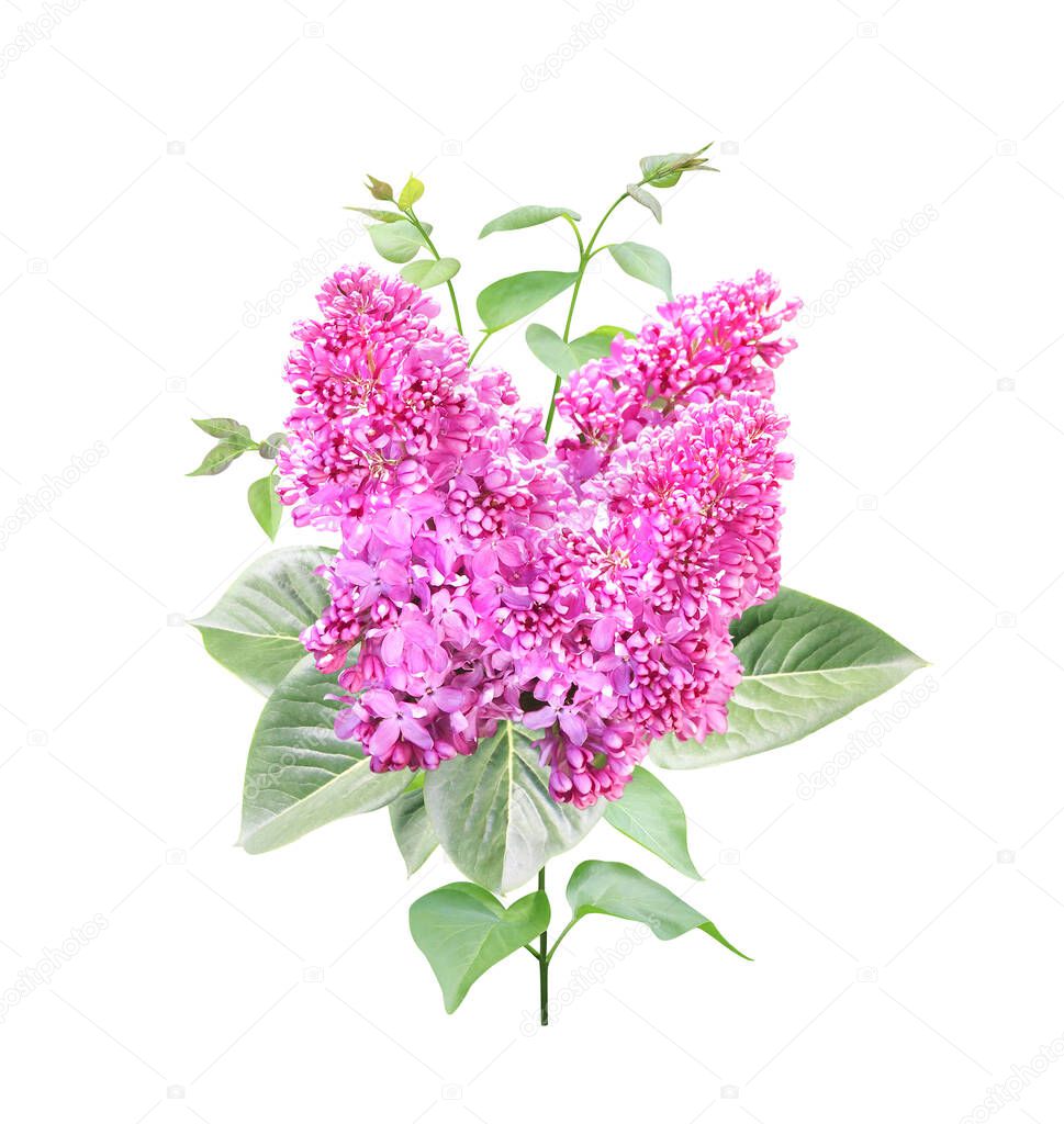 Branch of Lilac with flowers and leaves. Twig of Common Lilac (Syringa vulgaris). Isolated of white background