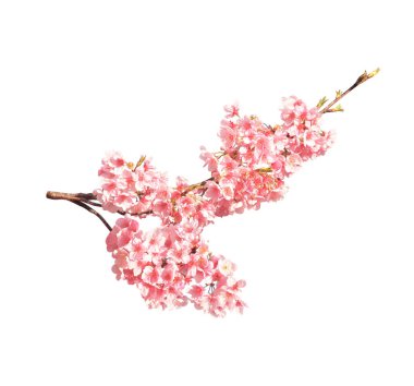 Japonya 'da çiçek açan sakuranın pembe çiçekli dalı. Beyaz arkaplanda izole