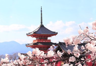 Antik pavyon ve Kyoto 'daki Fushimi Inari türbesindeki çiçek açan sakura dalı. Japonya 'da Sakura çiçek açma mevsimi