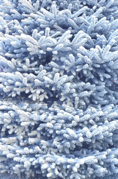 Mavi Ladin Dalının Donla Kaplı Olduğu Dikey Bir Noel Arkaplanı — Stok fotoğraf