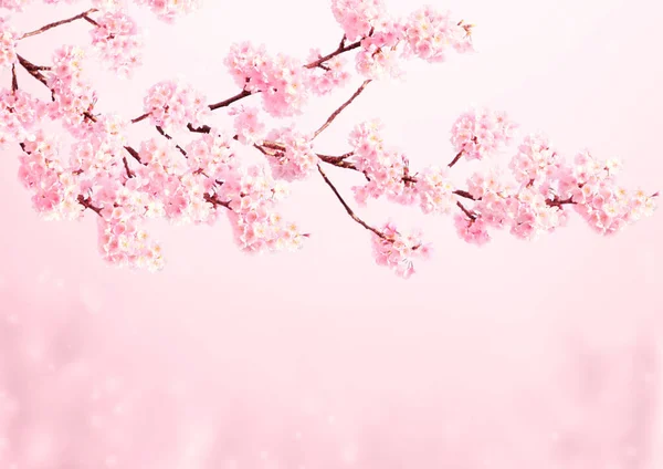 Scena Magica Con Fiori Sakura Farfalla Bella Natura Primavera Sfondo — Foto Stock