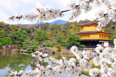 Altın Pavyon (Kinkaku-ji Tapınağı) ve çiçek açan sakura Rokuon-ji kompleksi (Deer Garden Temple), Kyoto, Japonya. UNESCO dünya mirası bölgesi. Japon Hanami Festivali 'nde insanlar sakura çiçeğinin tadını çıkarıyorlar. Asya 'da kiraz çiçeği mevsimi