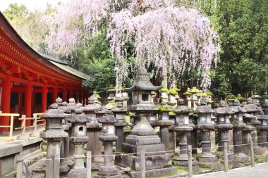 Eski Japon fenerleri ve çiçek açan sakura dalları Kasuga Büyük Tapınağı 'nda (Kasuga-Taisha Tapınağı), Nara Japonya. UNESCO dünya mirası sahası
