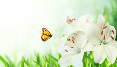 Kelebek ve çiçek tarhında beyaz zambak çiçekleri olan güneşli bir bahar arkaplanı. Tomurcukları ve beyaz Lilium Candidum çiçeğiyle birlikte yatay yaz pankartı. Metin için alanı kopyala