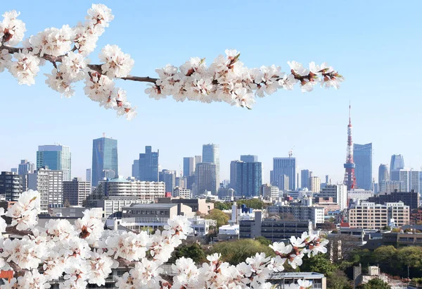 Cherry blossoming season in Japan. Blooming sakura and aerial view on Tokyo, Japan